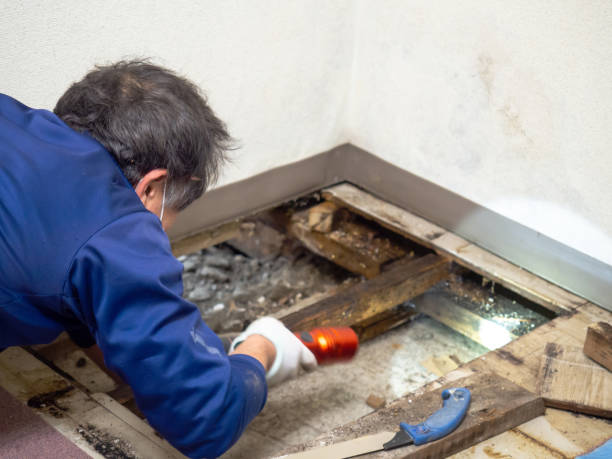 Best Industrial Mold Remediation in Flushing, MI