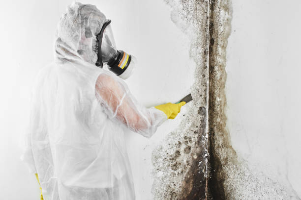 Best Kitchen Mold Remediation in Flushing, MI