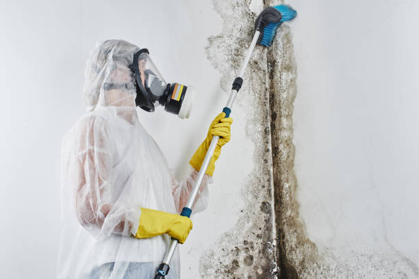 Best Mold Testing and Inspection Services in Flushing, MI