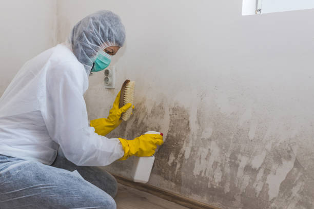 Best Black Mold Remediation in Flushing, MI