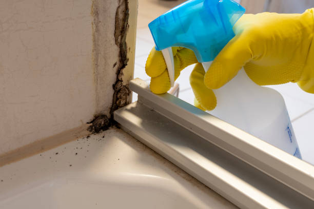 Best Commercial Mold Remediation in Flushing, MI