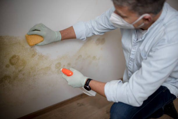 Best Bathroom Mold Remediation in Flushing, MI