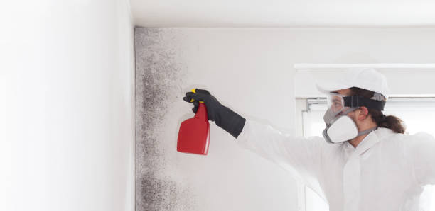 Best Basement Mold Remediation in Flushing, MI