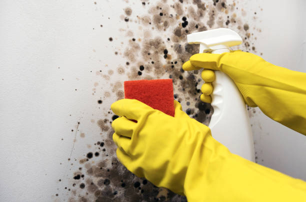 Best Insurance-Related Mold Remediation in Flushing, MI