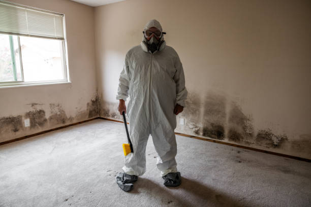 Best White Mold Remediation in Flushing, MI