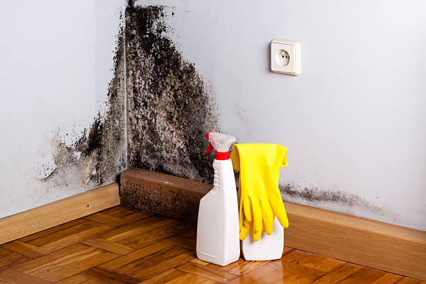 Professional Mold Remediation in Flushing, MI