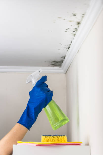 Best DIY Mold Remediation Support Services in Flushing, MI